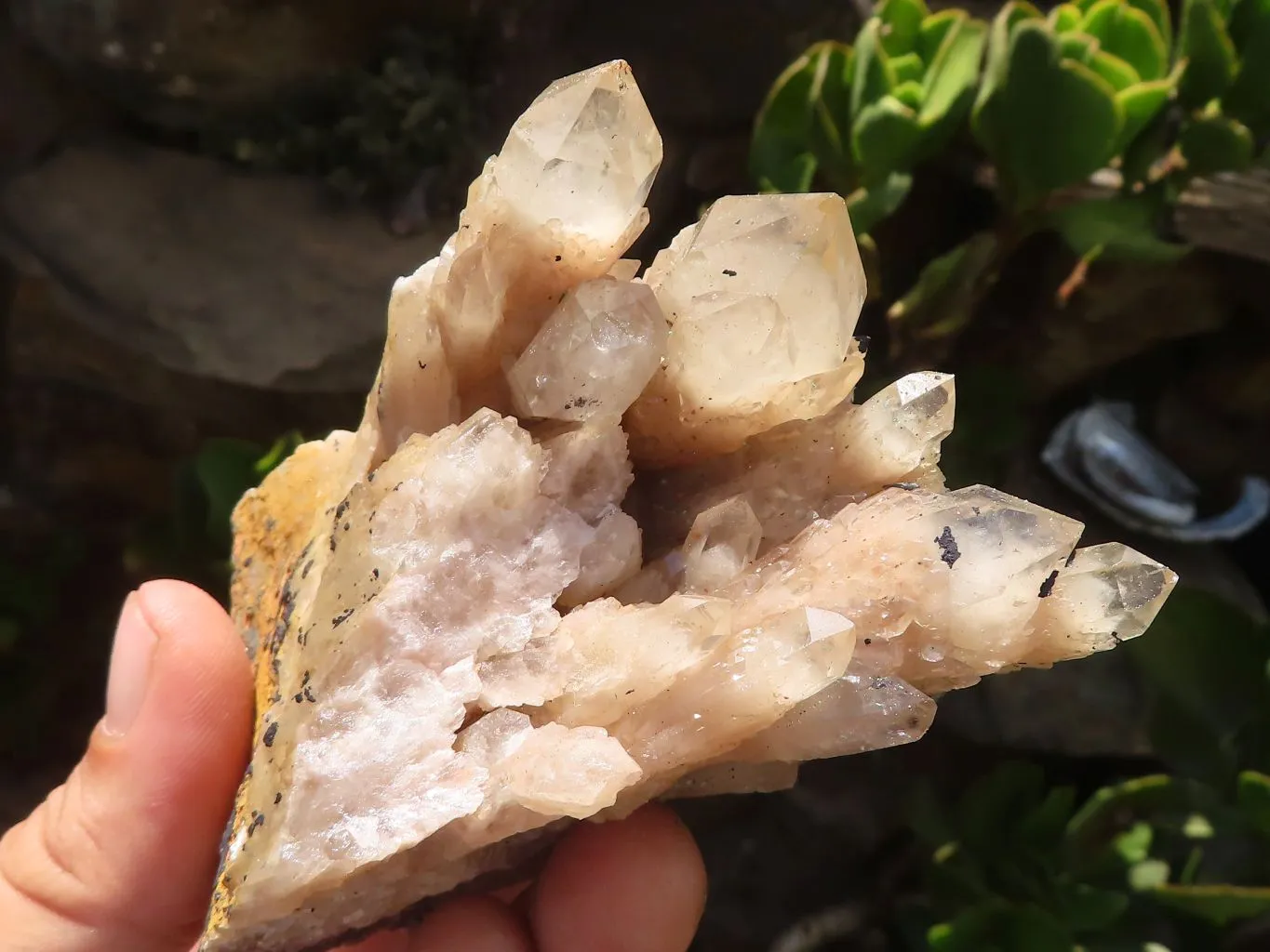 Natural Cascading White Phantom Quartz Clusters x 12 From Luena, Congo